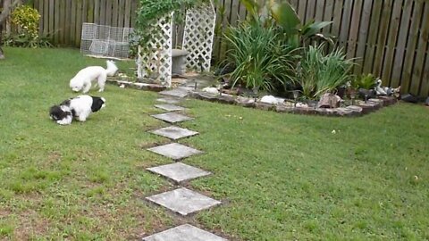 Schipperke, Bichon Frise, and Shihtzu Dogs Playing In the Yard