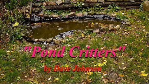 Pond Critters 10/18/2022