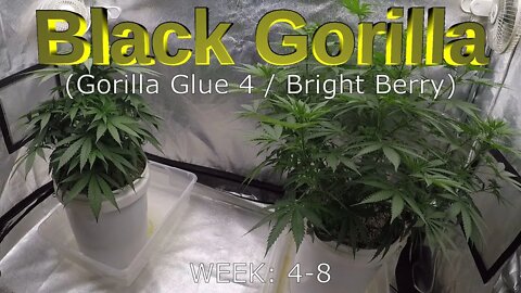 Black Gorilla (Gorilla Glue #4/Bright Berry X) - Seed to Harvest TIME-LAPSE (EP2)