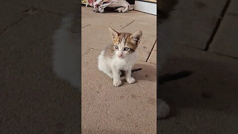 Kitten in Marrakesh