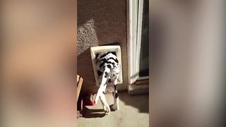A Dog Cannot Go Through The Dog Doors When His Mom Calls Him For Cookies