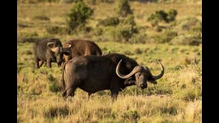 Bufalos enfrentam leões para salvar filhote de elefante