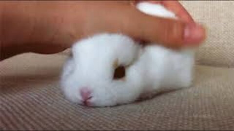 Cutest Bunnies Of The Week - this cute animal compilation will make you laugh!