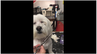 Dog nearly falls asleep while at the groomers