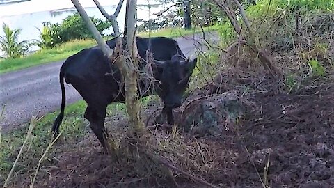 Tourist helps free tangled cow at roadside in Tonga