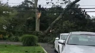 Fierce storm sends tree crashing down onto power lines