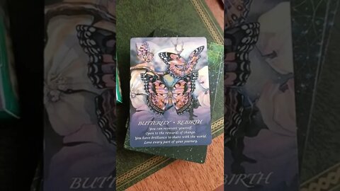 ☀️Timeless Reading☀️ Spirit of the Animals Oracle Cards