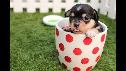 Baby Dogs - Cute and Funny Dog Videos Compilation kkkkkkkkkkkkkkk