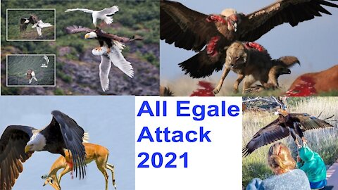 Life And Hunting Of Large Birds Hawks And Eagles Wildlife 2021
