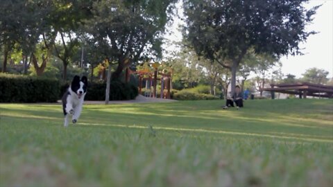 A Dog Running In A meadows Garden