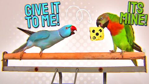 My Parrots Fight Over Their Favorite Toy!! NAUGHTY BIRDS!!