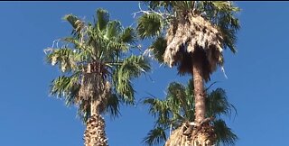 Tree trimmer rescued from palm tree in east Las Vegas