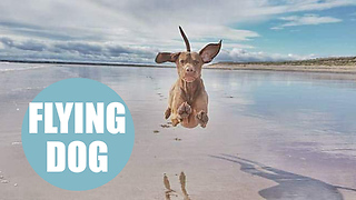 Hilarious pictures of "flying dog" caught in midair