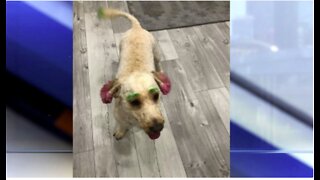 Lake Worth Beach woman's dog dyed green and pink in bizarre grooming debacle