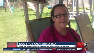 A dog that was shot and paralyzed is now recovering in a sober living home