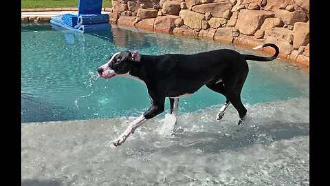 Funny Great Danes Have Totally Different Styles Of Pool Day Drinking