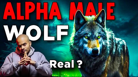 Is Alpha Male Wolf actually real? | Samrat Dhital