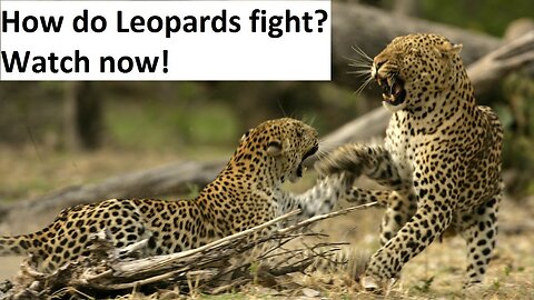 Real Leopard Fight - Amazing Wild Animal Attacks