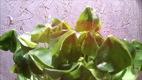 ☘️Shamrock Plant Opening Timelapse☘️