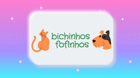 Gato vs espelhos