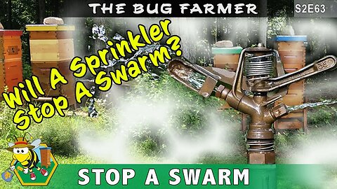 How to Stop a Swarm - Yellow hive tried to swarm but I shut them down. Thanks Frederick Dunn!