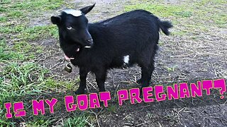 Is My New Baby Goat Pregnant