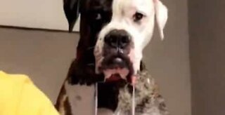 Dog drools uncontrollably while watching owner eat