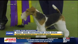 King wins Westminster Dog Show