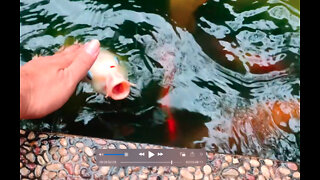 Cute Fish