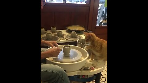 how cat helping master to make pot | #ytshorts | #ytviralshorts #youtubeshort