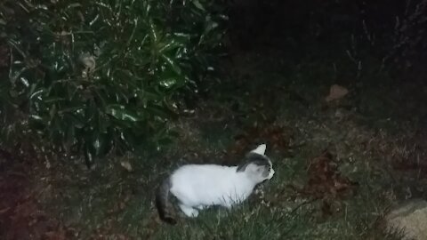 Cat walking in the garden on a dark night(60day old cat - part7)