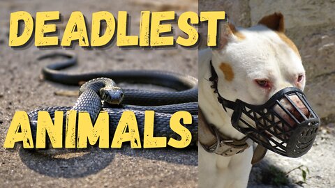 Top 5 Deadliest Animals In The World