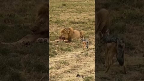 Respeito ao Rei Leão 😨🦁🙀 #shorts