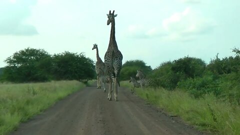 SOUTH AFRICA giraffes, Kruger national park (hd-video)-12