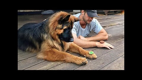 WORLD BEST FUNNIEST🤣 Dog vs men 🤣 funny video> Don't Try Laughing 🤣 clips