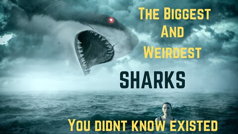 The Biggest and Weirdest Sharks you didn't know existed...