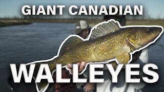 Great Golden Walleye on Lloyd Lake