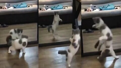 Cat Looked in the Mirror and began to Dance || #cat #dance