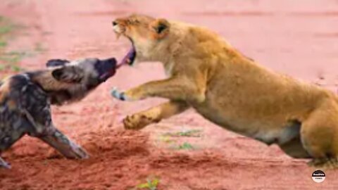 LIONESSES VS WILD DOGS