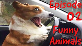 Funny Animals E02