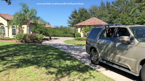 Happy Great Danes Go For Burgers And A Special Real Estate Car Ride