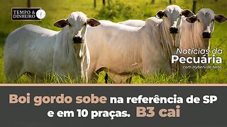 Boi gordo sobe na referência de SP e em 10 praças. B3 cai