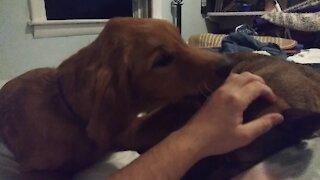 Puppy refuses to let owner pet another dog