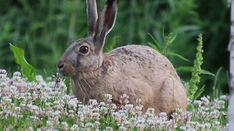 A hare that destroys the plantings and trees in the yard