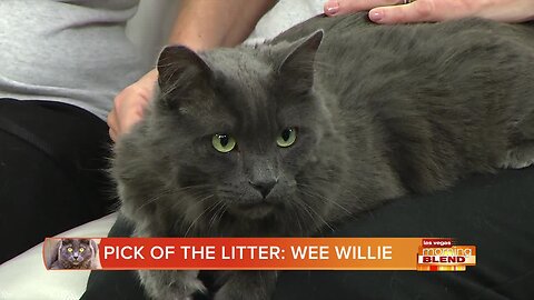 PICK OF THE LITTER: Wee Willie