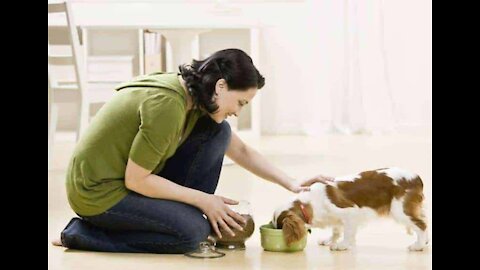 Cute Puppy hungry for lunch