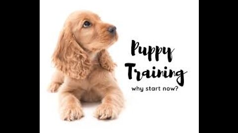 Your Complete Puppy Training Schedule By Age