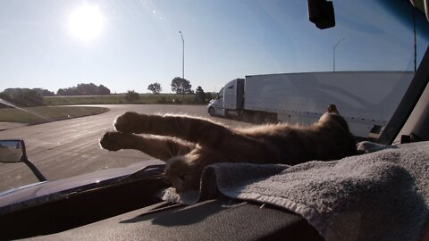 Solar Powered Cat