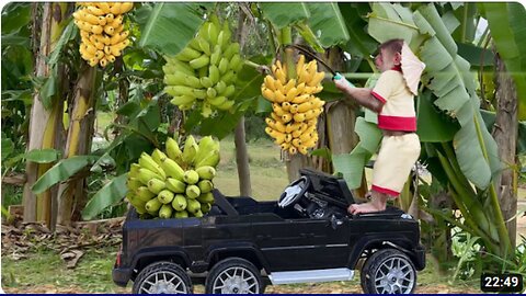 2024 Farmer Runs Car To Harvest Bananas At The Farm Sell Rescue Baby Goose