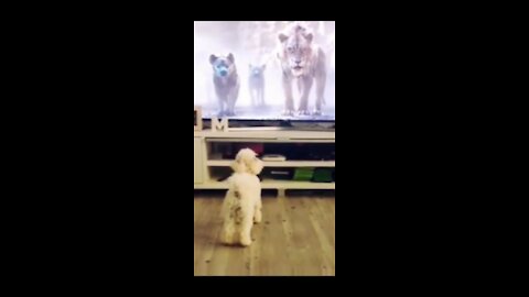 😂 Puppy got frightened watching hyena on Tv, Hilarious video